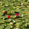 100830_100_dutchlake
