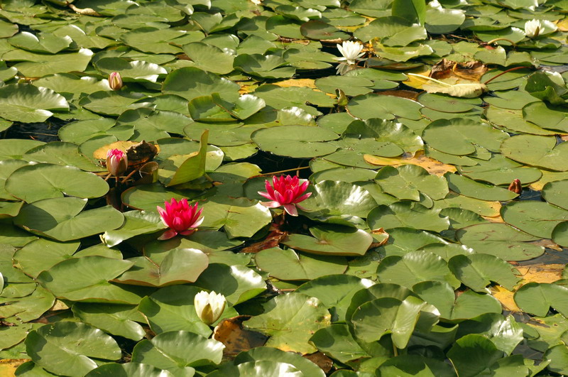 100830_100_dutchlake