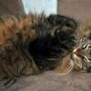 100902_001_tess