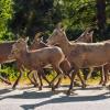 100902_030_westsideroad_bighornsheep