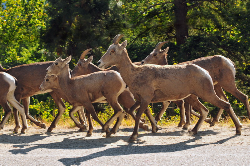 100902_030_westsideroad_bighornsheep