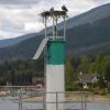 100905_092_kootenaylakeferry_osprey