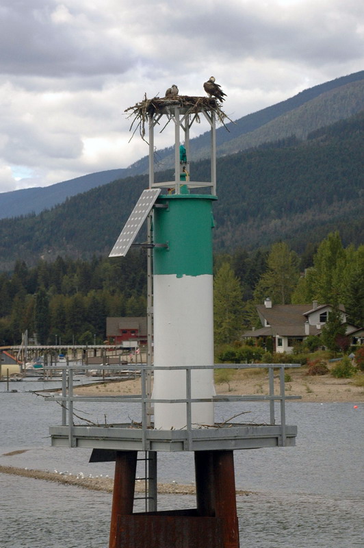 100905_092_kootenaylakeferry_osprey