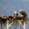100905_092a_kootenaylakeferry_osprey