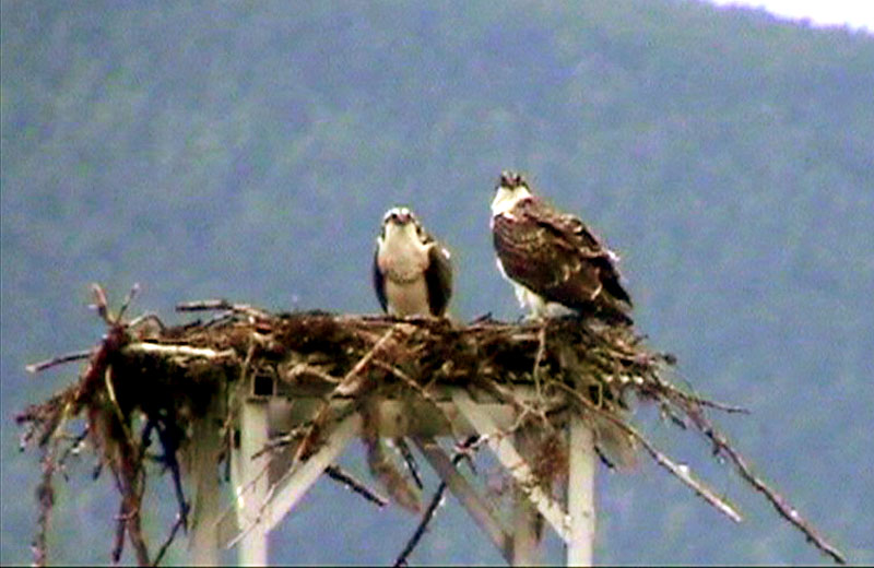 100905_092a_kootenaylakeferry_osprey