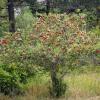 100905_136_creston_sophiamurray