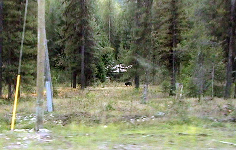 100905_145a_highway3_bearstatue