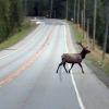 100905_145b_highway3_elk