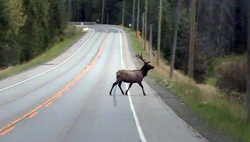 100905_145b_highway3_elk