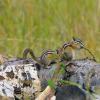 100906_37_kimberley_leastchipmunk