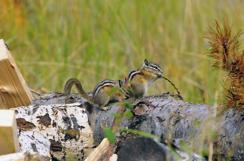 100906_37_kimberley_leastchipmunk