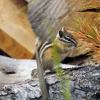100906_39_kimberley_leastchipmunk