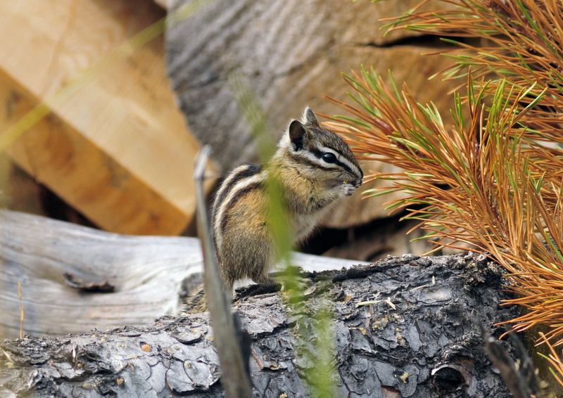 100906_39_kimberley_leastchipmunk