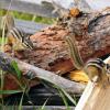 100906_40_kimberley_leastchipmunk