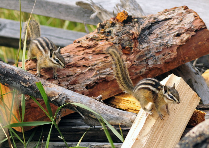 100906_40_kimberley_leastchipmunk