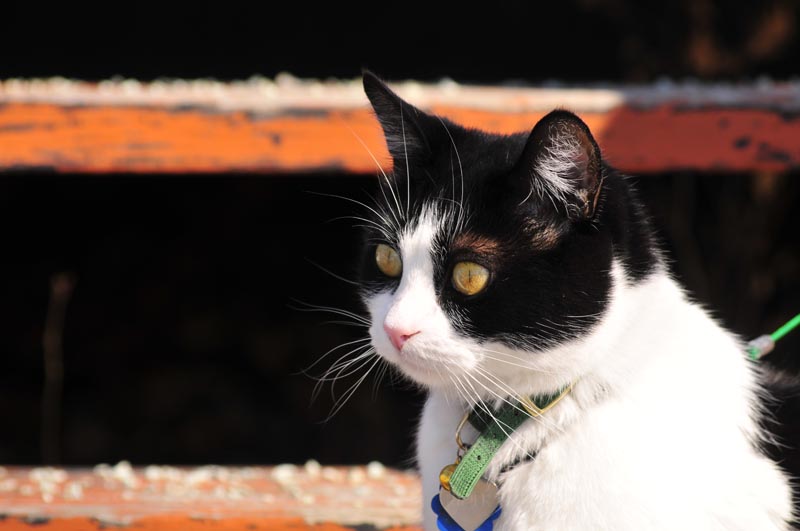110406_05_catshouse_rider