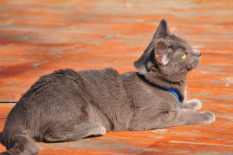 110406_08_catshouse_penny