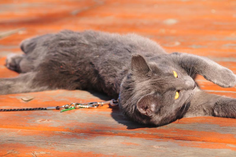 110406_09_catshouse_penny