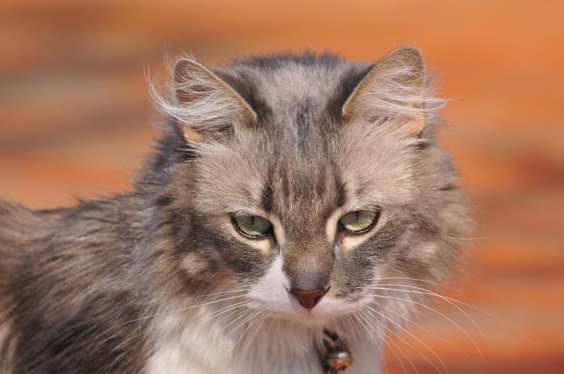 110406_11_catshouse_gandalf