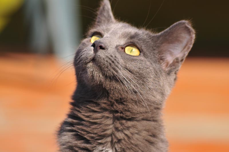 110406_12_catshouse_penny