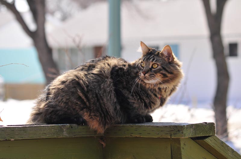 110406_16_catshouse_smokey