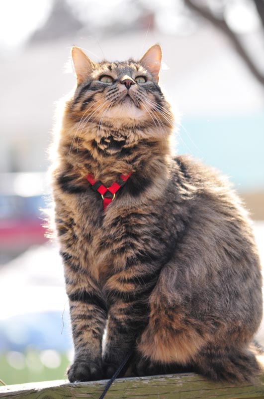 110406_18_catshouse_smokey