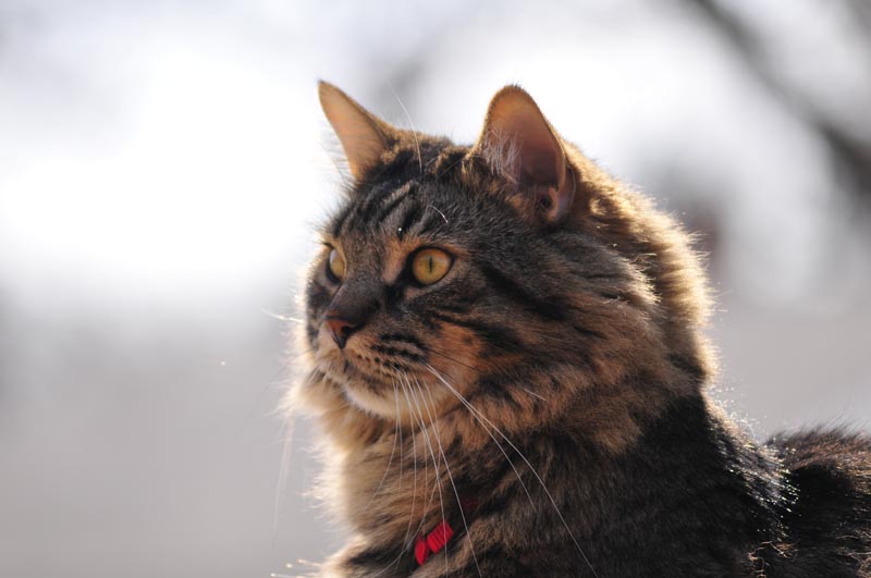 110406_20_catshouse_smokey