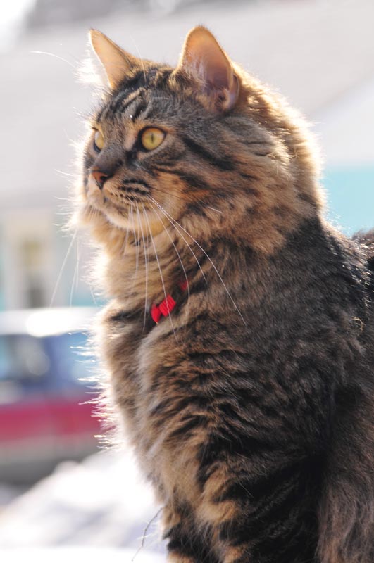 110406_21_catshouse_smokey