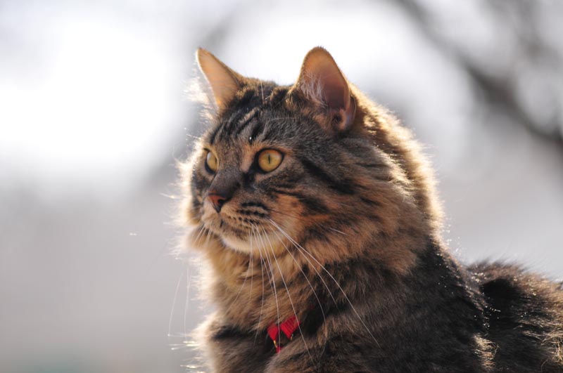 110406_22_catshouse_smokey