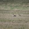 110522_04_craik