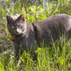 110601_36_moosemountain