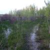 110601_62_moosemountain