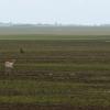 110618_02_highway2_pronghorn