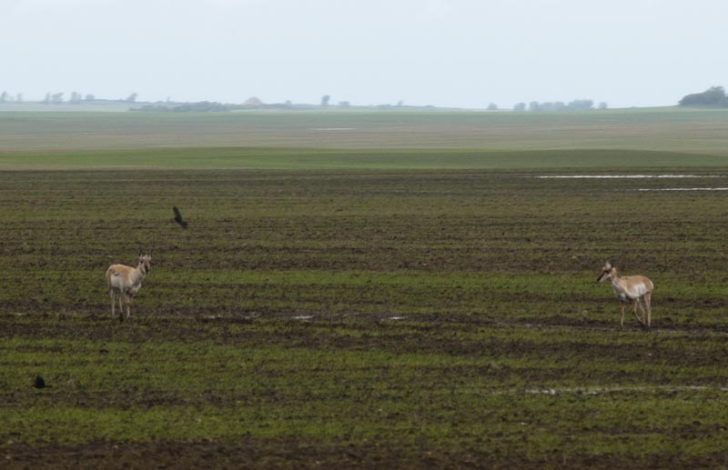 110618_02_highway2_pronghorn