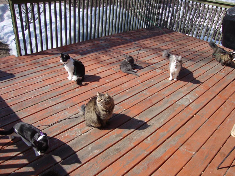110406_01_deck