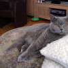 110923_051_heerlen_catofjoke