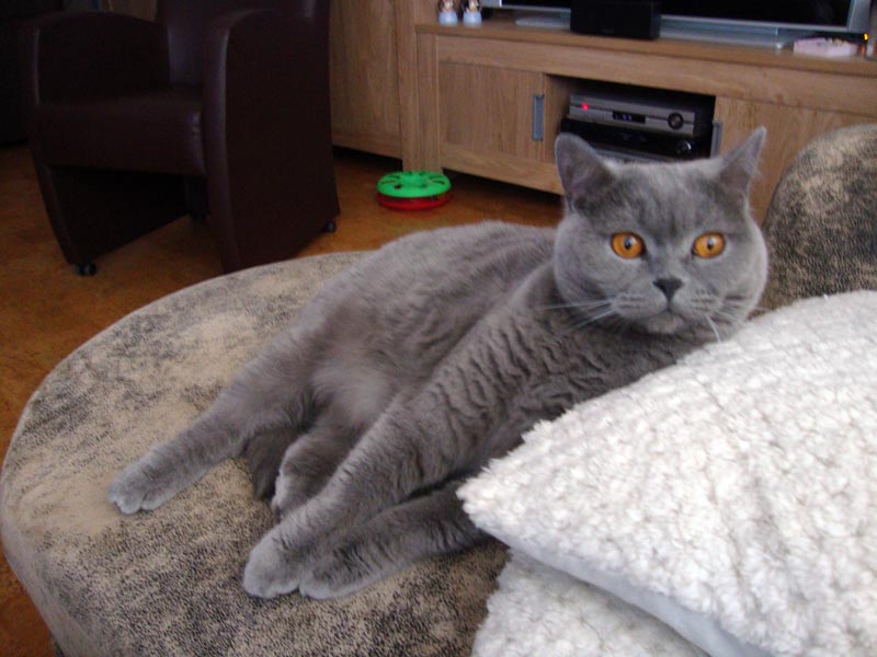110923_051_heerlen_catofjoke