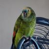 110924_017_landgraaf_parrotchantal