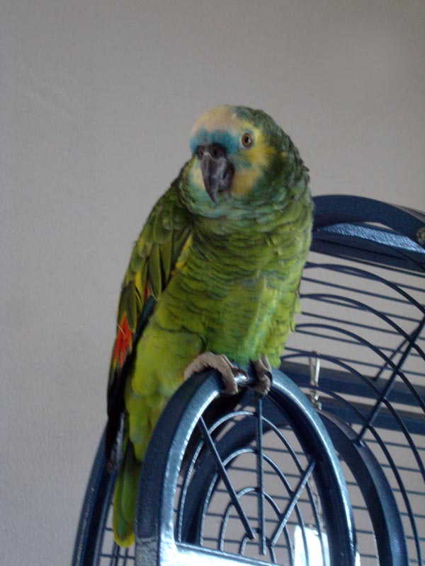 110924_017_landgraaf_parrotchantal