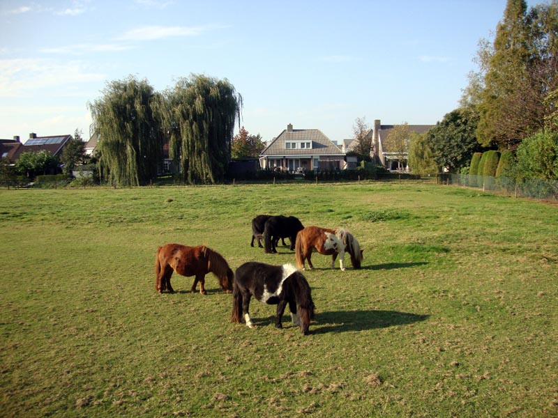 111003_006_baarlo