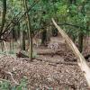 111005_008_amsterdamwatersupplydunes_deer