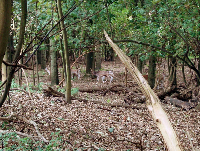 111005_008_amsterdamwatersupplydunes_deer