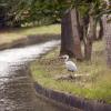 111005_014_amsterdamwatersupplydunes_greyheron