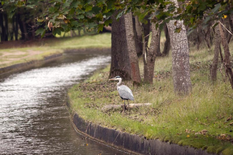 111005_014_amsterdamwatersupplydunes_greyheron