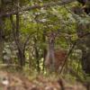 111005_019_amsterdamwatersupplydunes_deer