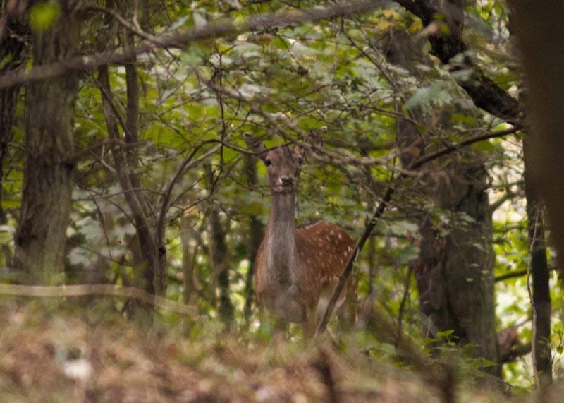 111005_019_amsterdamwatersupplydunes_deer