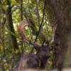 111005_020_amsterdamwatersupplydunes_buckdeer