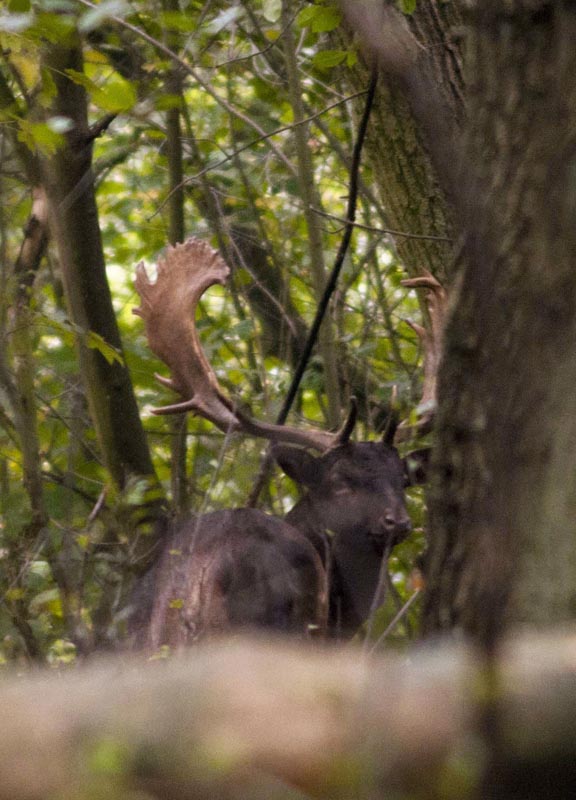 111005_020_amsterdamwatersupplydunes_buckdeer