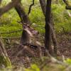 111005_022_amsterdamwatersupplydunes_deer