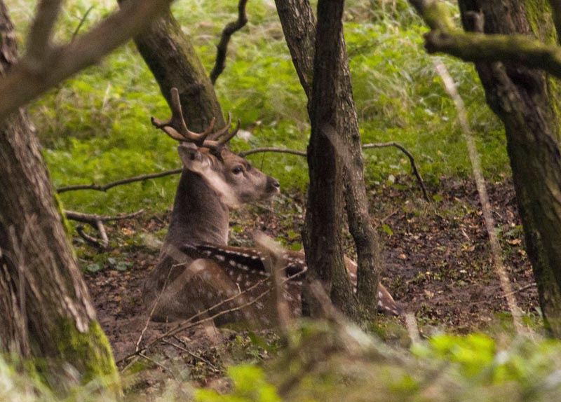 111005_022_amsterdamwatersupplydunes_deer